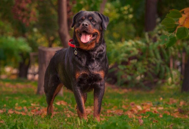 12 Best Dog Breeds To Protect Against Burglars