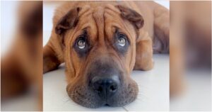 Dog Who Spent 2-Years In Shelter Asks To Be Tucked In Every
Night